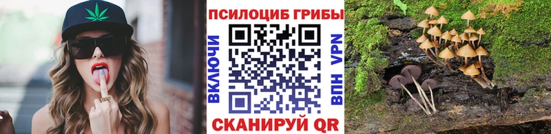 Псилоцибиновые грибы Cubensis Терек